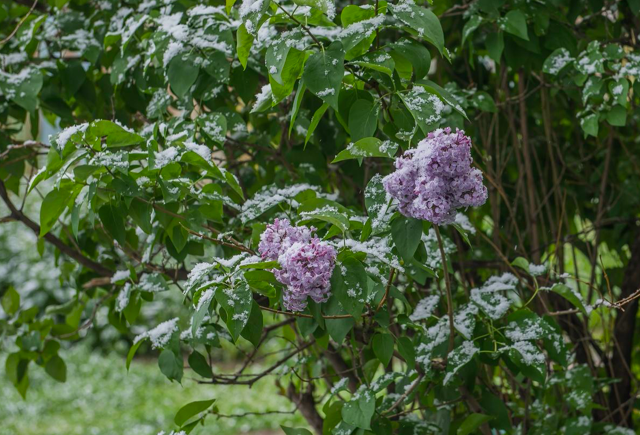 Фото Снежные хлопья окутали Новосибирск 3 октября. ОНЛАЙН с улиц города 4